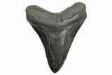 Fossil Megalodon Tooth - South Carolina #362431-1
